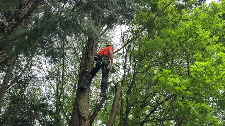 Professional Tree Services in Des Allemands, LA